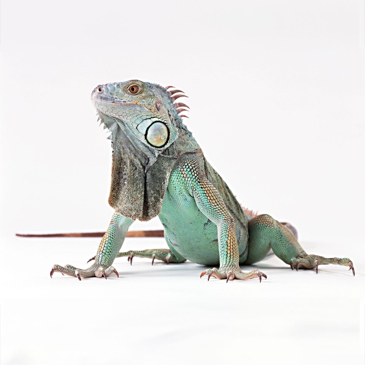 Iguana cremation - Kind Funerals