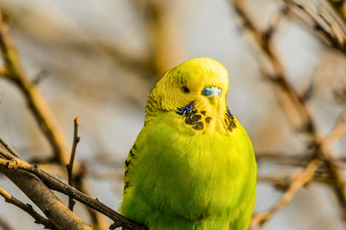 Budgie Cremation Services: A Compassionate Farewell for Your Feathered Friend - Kind Funerals