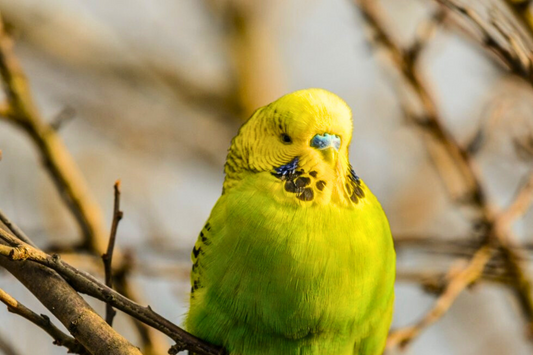 Budgie Cremation Services: A Compassionate Farewell for Your Feathered Friend - Kind Funerals